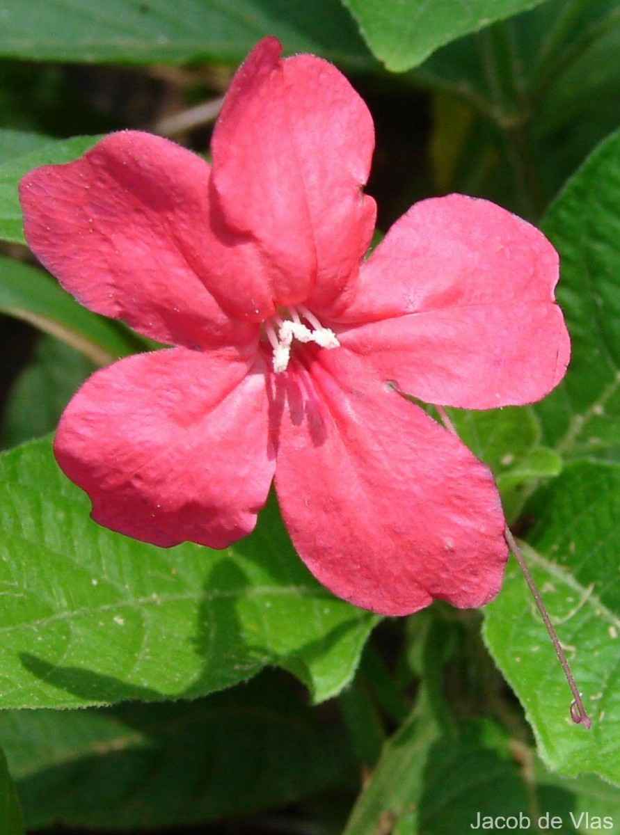 Ruellia elegans Poir.